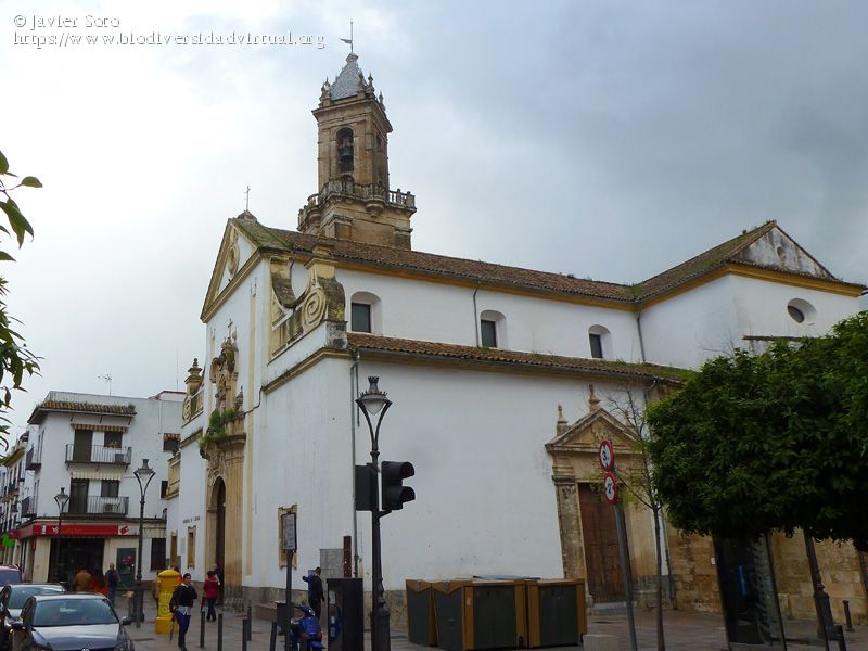 Horario de Misas en Córdoba